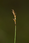 David Plant Photography - Wildlife Photography - Rock sedge - B