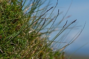 David Plant Photography - Wildlife Photography - Rock sedge - D