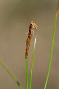 David Plant Photography - Wildlife Photography - Rock sedge - G