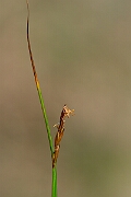 David Plant Photography - Wildlife Photography - Rock sedge - H