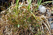 David Plant Photography - Wildlife Photography - Rock sedge - I