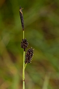 David Plant Photography - Wildlife Photography - Russet sedge - A