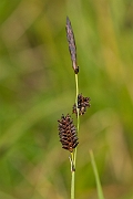 David Plant Photography - Wildlife Photography - Russet sedge - B