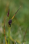 David Plant Photography - Wildlife Photography - Russet sedge - F