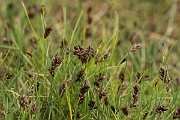 David Plant Photography - Wildlife Photography - Saltmarsh flat-sedge - A