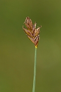 David Plant Photography - Wildlife Photography - Saltmarsh flat-sedge - C