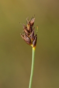 David Plant Photography - Wildlife Photography - Saltmarsh flat-sedge - D