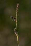David Plant Photography - Wildlife Photography - Sheathed sedge - B