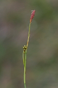 David Plant Photography - Wildlife Photography - Sheathed sedge - C