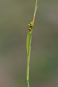 David Plant Photography - Wildlife Photography - Sheathed sedge - D