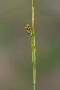 David Plant Photography - Wildlife Photography - Sheathed sedge - E