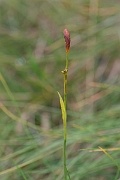 David Plant Photography - Wildlife Photography - Sheathed sedge - G