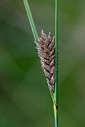David Plant Photography - Wildlife Photography - Slender sedge - C