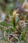 David Plant Photography - Wildlife Photography - Spring sedge - A