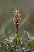 David Plant Photography - Wildlife Photography - Spring sedge - B