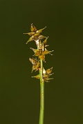 David Plant Photography - Wildlife Photography - Star sedge - A