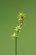 David Plant Photography - Wildlife Photography - Star sedge - B