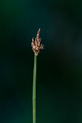 David Plant Photography - Wildlife Photography - String sedge - A