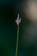 David Plant Photography - Wildlife Photography - String sedge - B