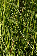 David Plant Photography - Wildlife Photography - String sedge - C
