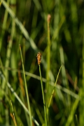 David Plant Photography - Wildlife Photography - String sedge - D
