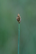 David Plant Photography - Wildlife Photography - String sedge - F