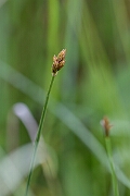 David Plant Photography - Wildlife Photography - String sedge - G