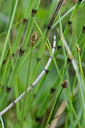 David Plant Photography - Wildlife Photography - String sedge - H
