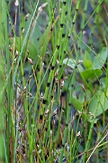 David Plant Photography - Wildlife Photography - String sedge - J