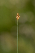 David Plant Photography - Wildlife Photography - String sedge - L