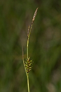 David Plant Photography - Wildlife Photography - Tawny sedge - A
