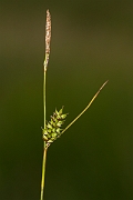David Plant Photography - Wildlife Photography - Tawny sedge - B