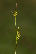 David Plant Photography - Wildlife Photography - Tawny sedge - C