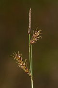 David Plant Photography - Wildlife Photography - Tawny sedge - D