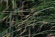 David Plant Photography - Wildlife Photography - Tufted sedge - A