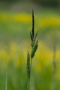 David Plant Photography - Wildlife Photography - Tufted sedge - C
