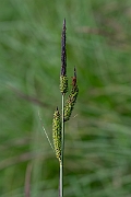 David Plant Photography - Wildlife Photography - Tufted sedge - D