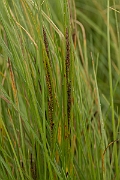 David Plant Photography - Wildlife Photography - Water sedge - A