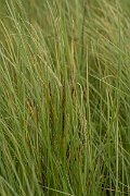 David Plant Photography - Wildlife Photography - Water sedge - B