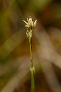 David Plant Photography - Wildlife Photography - White beak-sedge - A