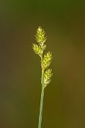 David Plant Photography - Wildlife Photography - White sedge - A