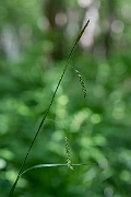 David Plant Photography - Wildlife Photography - Wood sedge - B