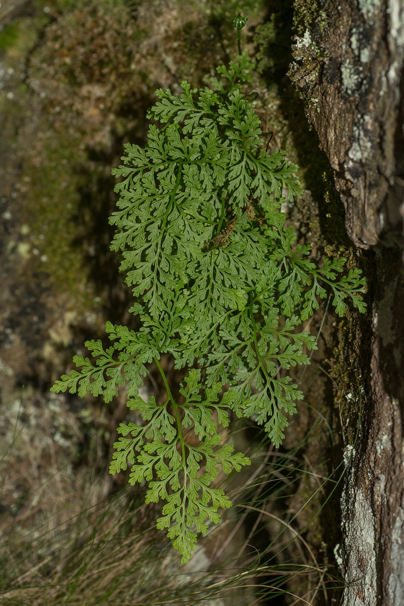 David Plant Photography - Wildlife Photography - Brittle bladder fern - A.jpg - Brittle bladder fern - County Durham