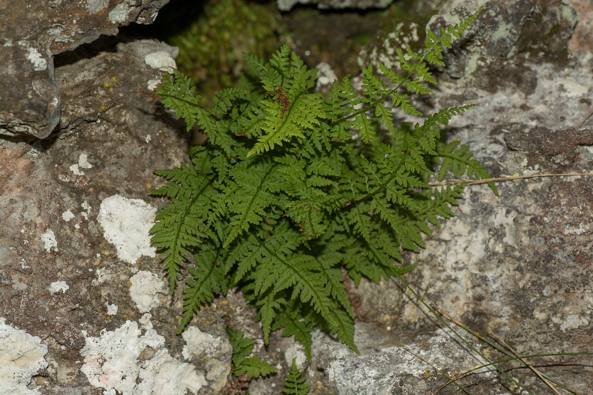 David Plant Photography - Wildlife Photography - Brittle bladder fern - B.jpg - Brittle bladder fern - County Durham