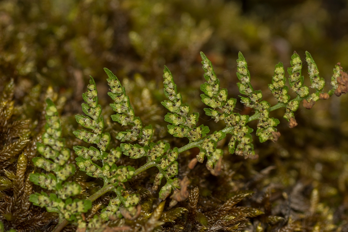 David Plant Photography - Wildlife Photography - Brittle bladder fern - C.jpg - Brittle bladder fern - County Durham