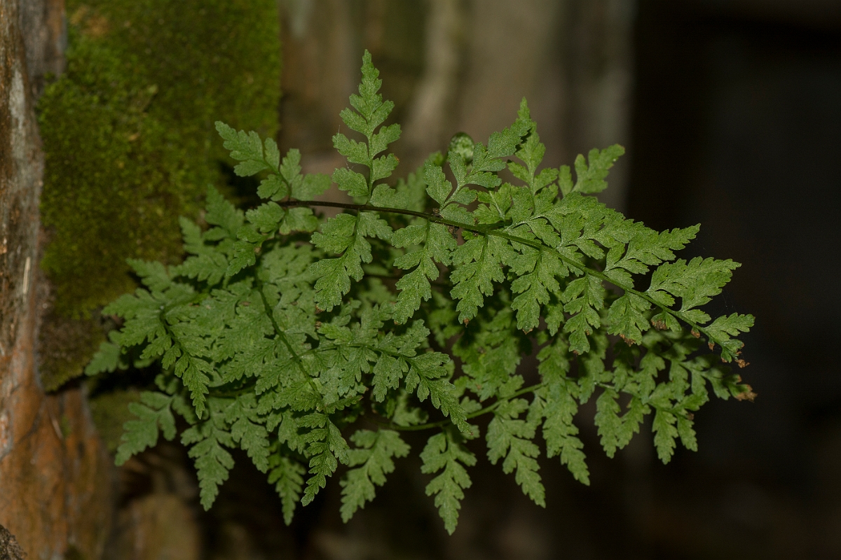 David Plant Photography - Wildlife Photography - Brittle bladder fern - D.jpg - Brittle bladder fern - County Durham