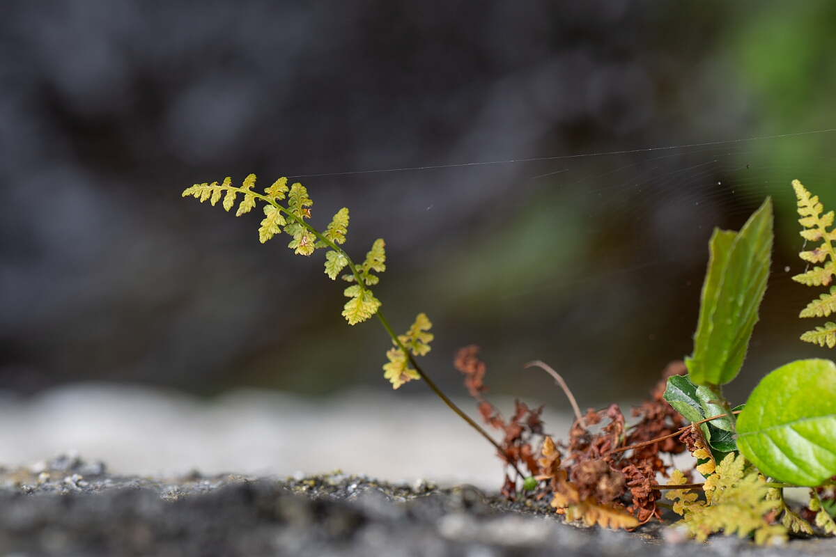 David Plant Photography - Wildlife Photography - Dickie's bladder fern - B.jpg - Dickie's bladder fern - Cairngorms