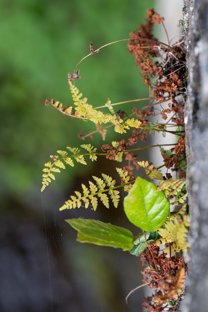 David Plant Photography - Wildlife Photography - Dickie's bladder fern - C.jpg - Dickie's bladder fern - Cairngorms