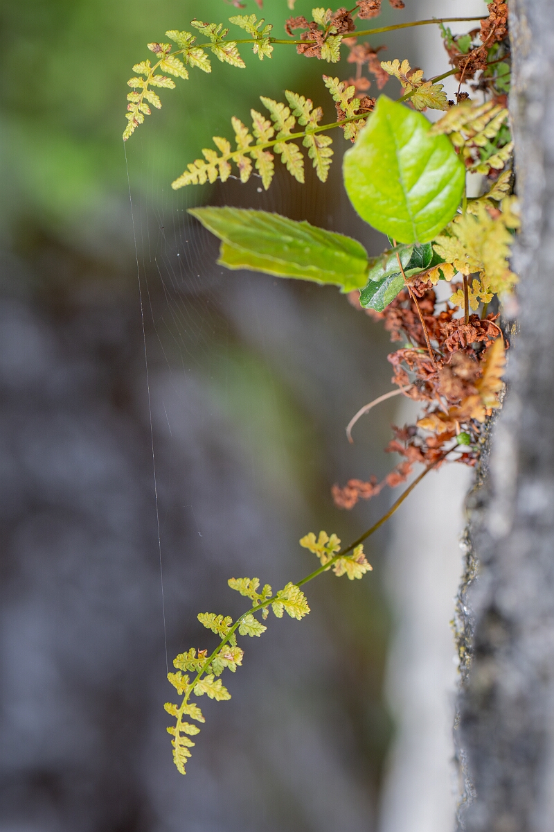 David Plant Photography - Wildlife Photography - Dickie's bladder fern - D.jpg - Dickie's bladder fern - Cairngorms
