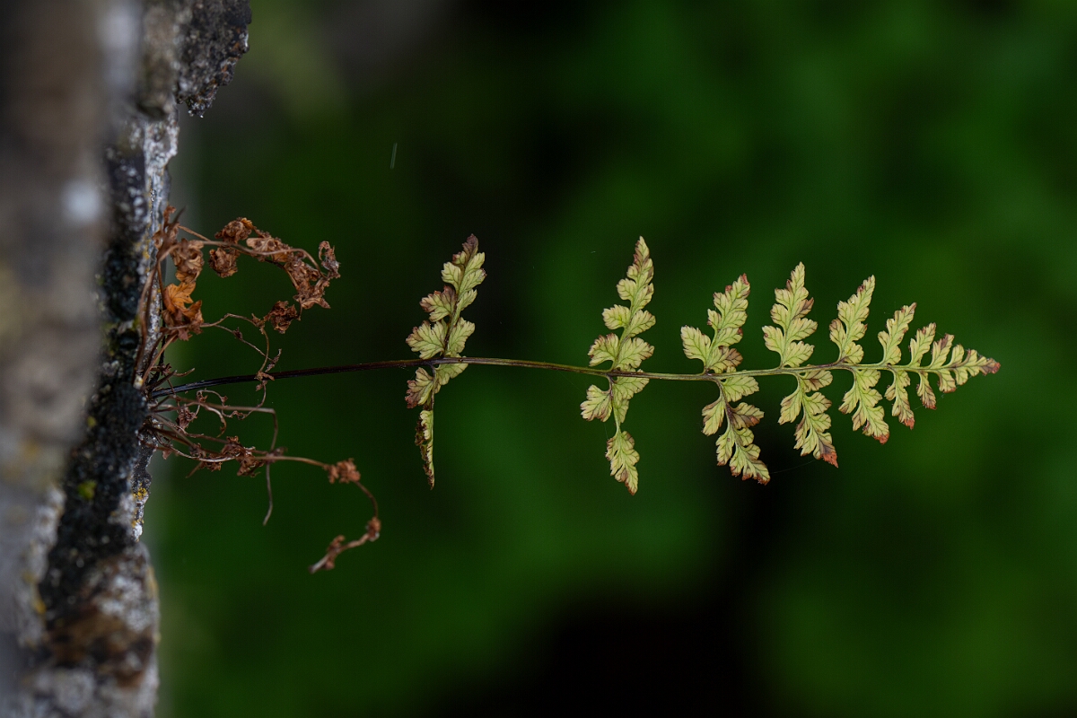 David Plant Photography - Wildlife Photography - Dickie's bladder fern - E.jpg - Dickie's bladder fern - Cairngorms